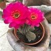 floral_gal